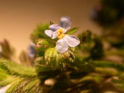 Image of European stickseed