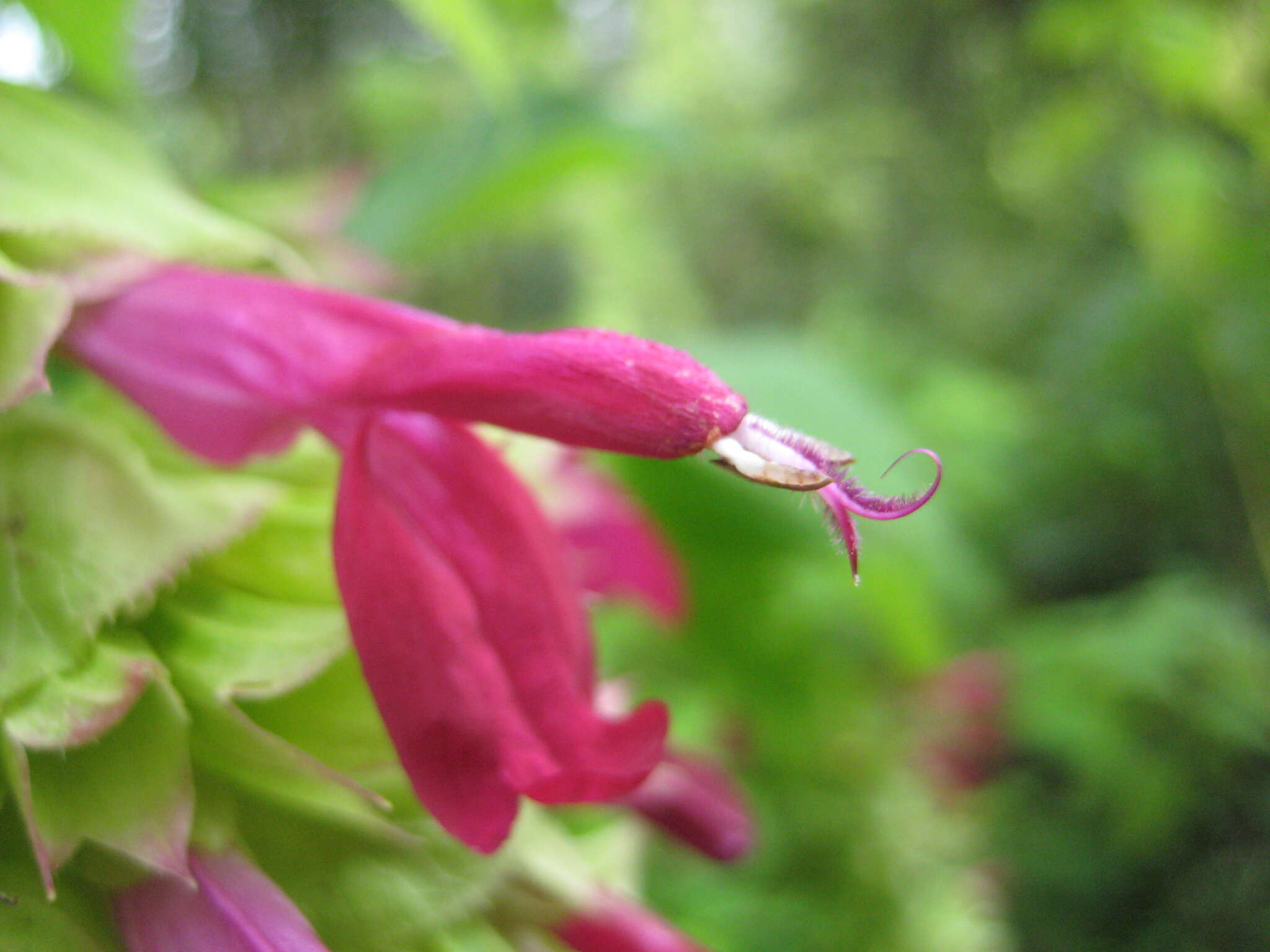 Image of Salvia gravida Epling