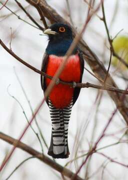 Image of Blue-crowned Trogon