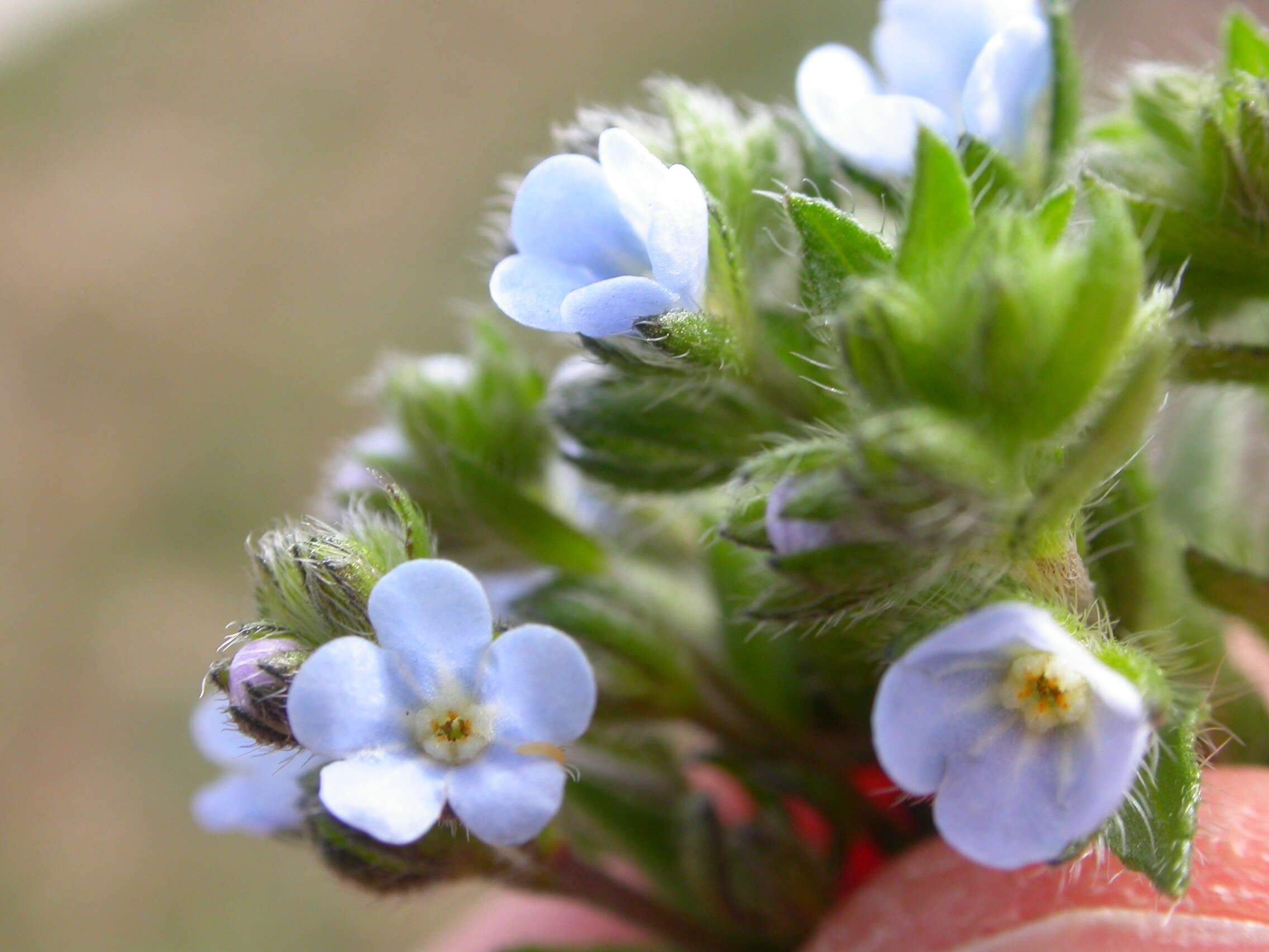 Image of European stickseed