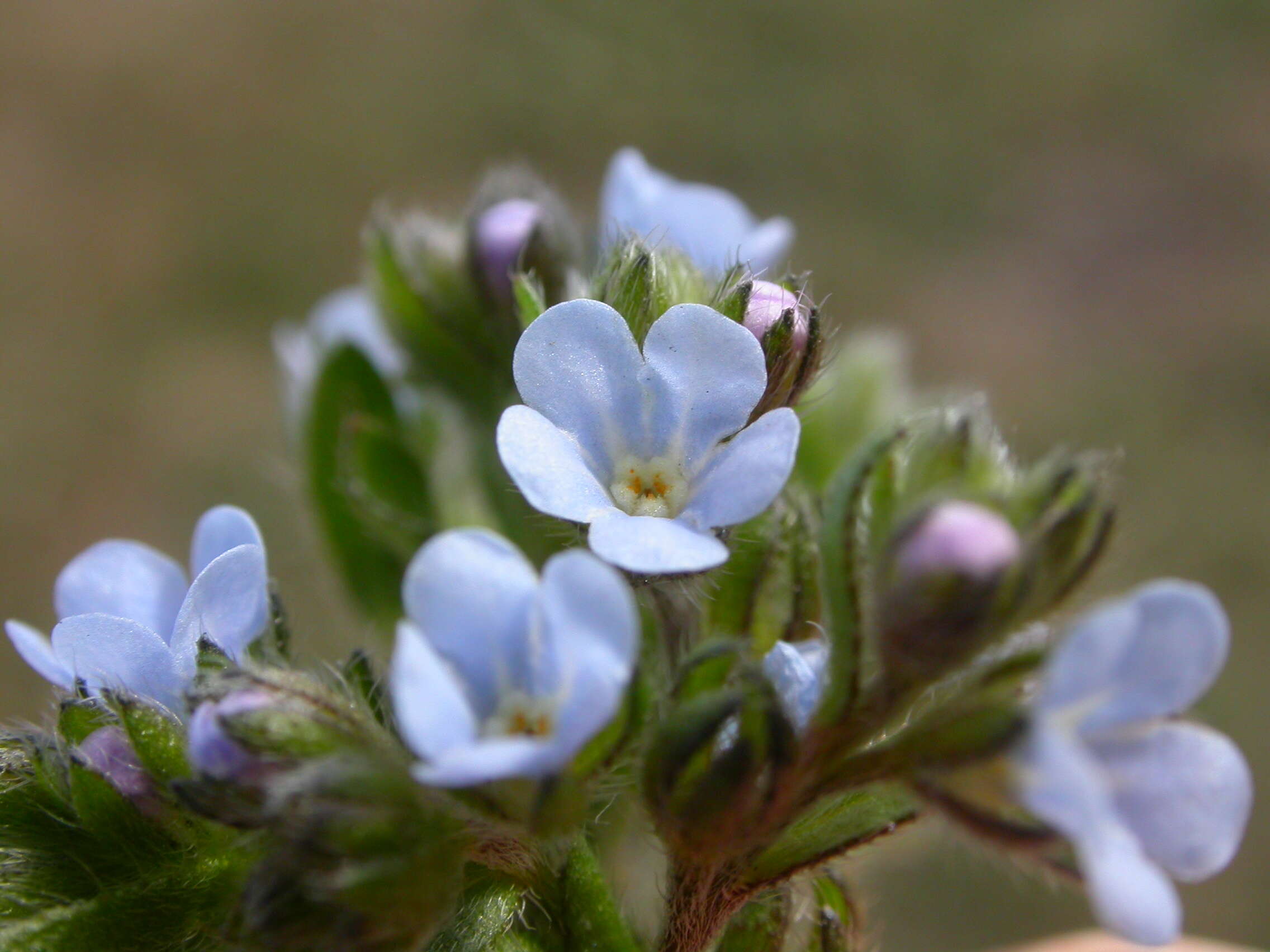 Image of European stickseed