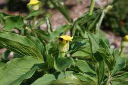 Image of Arisaema flavum (Forssk.) Schott