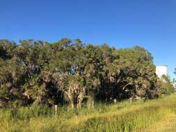 Image of Melaleuca irbyana R. T. Baker