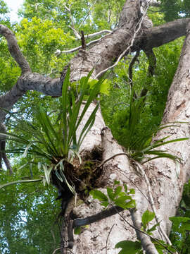 Image of Giant boat-lip orchid