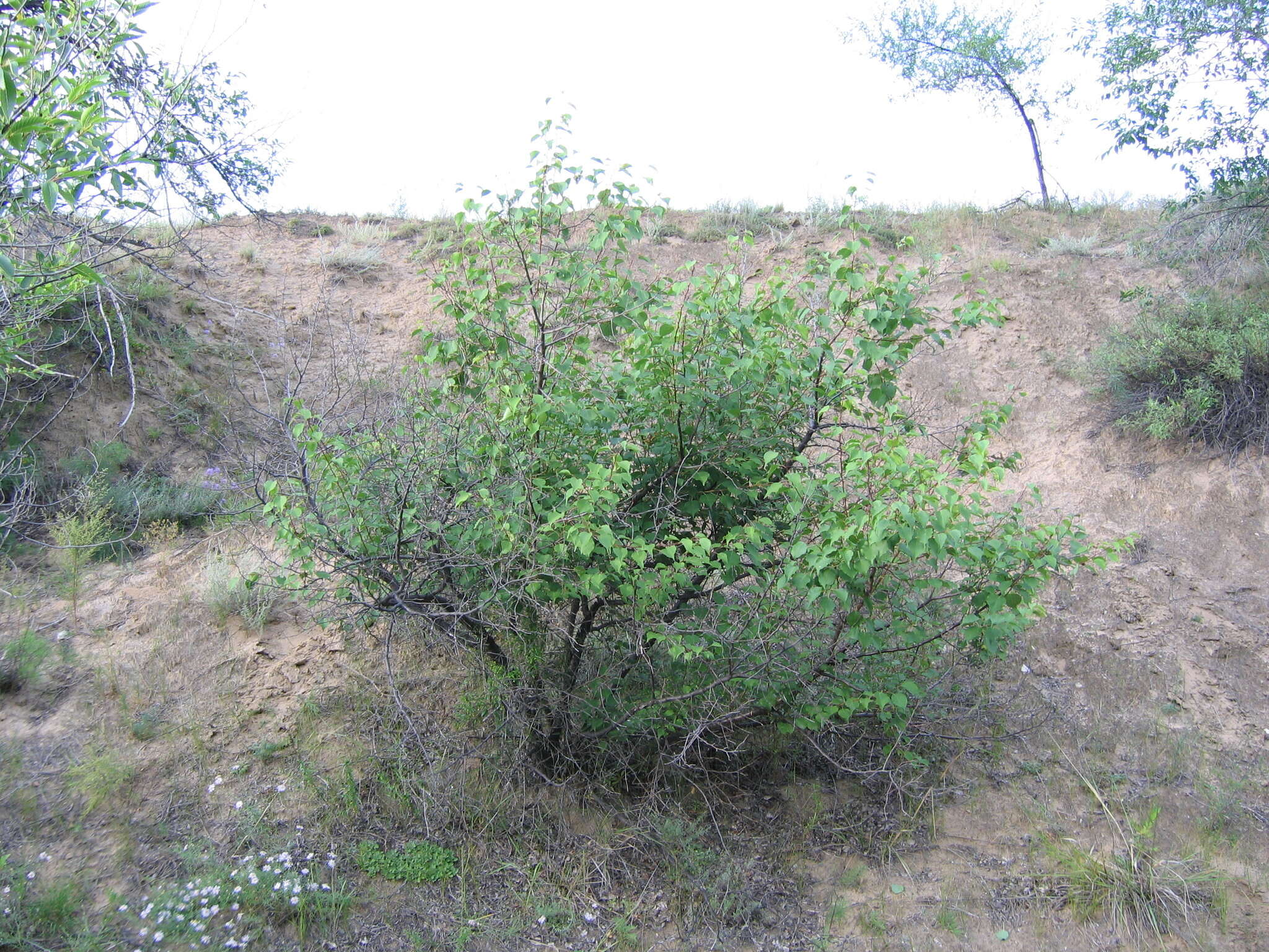 Imagem de Prunus sibirica L.