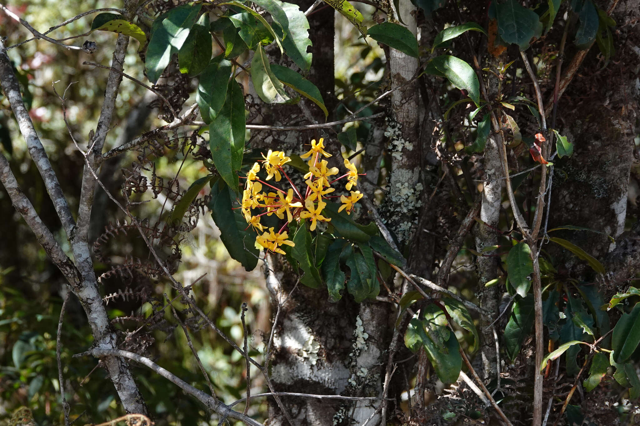 صورة Rhododendron macgregoriae F. Muell.