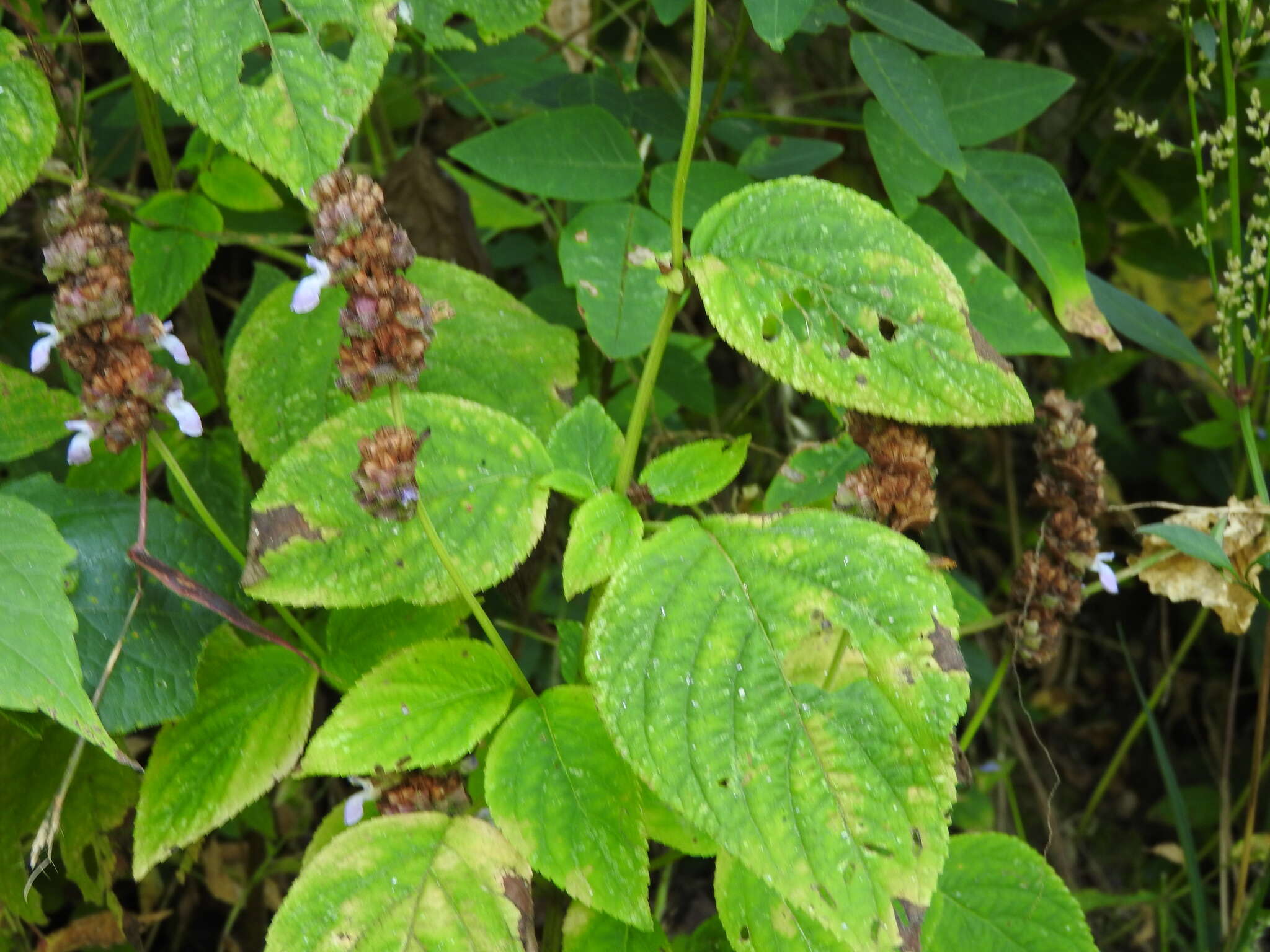 Image de Salvia mocinoi Benth.