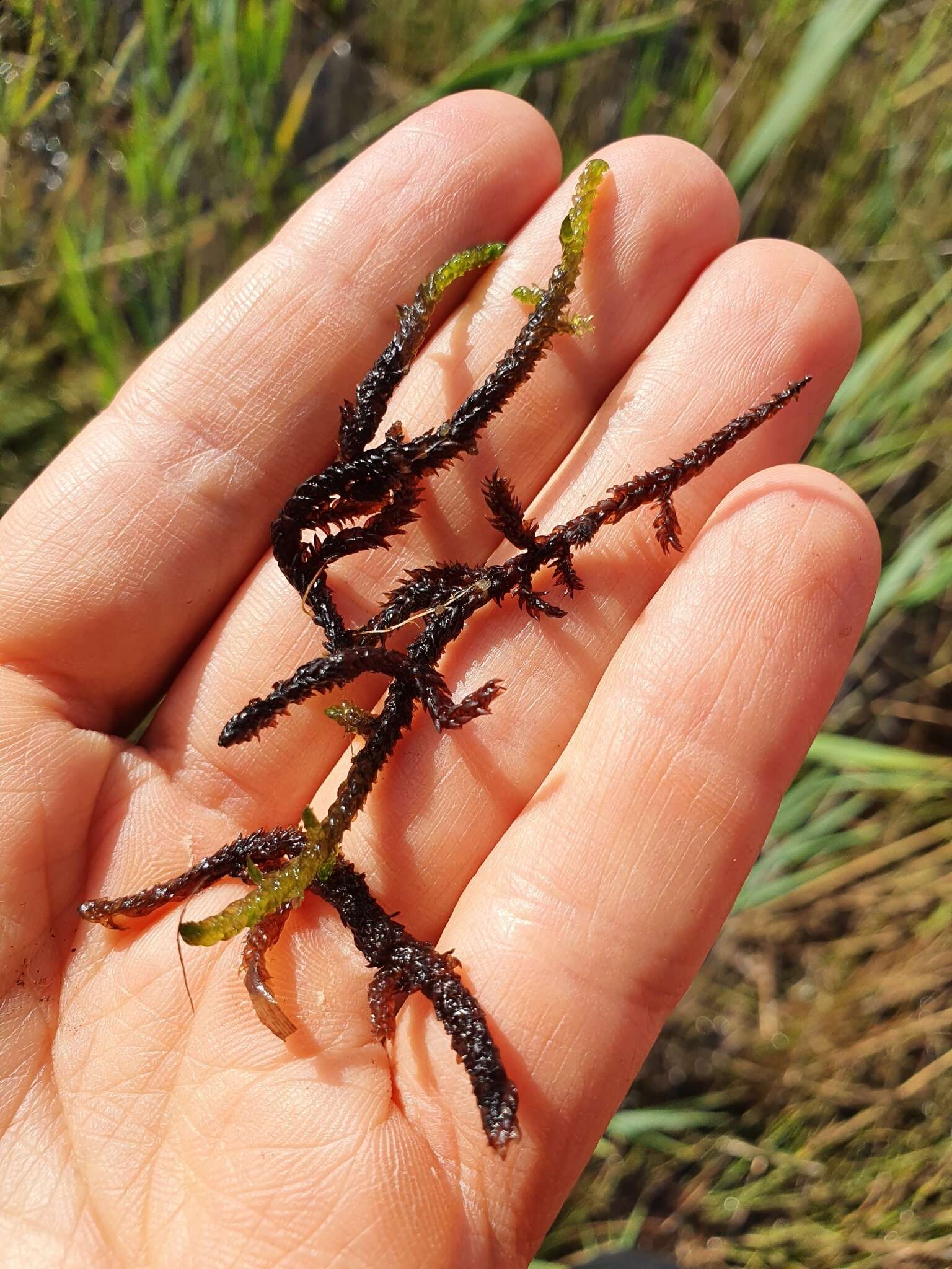 Image of Hooked Scorpion Moss