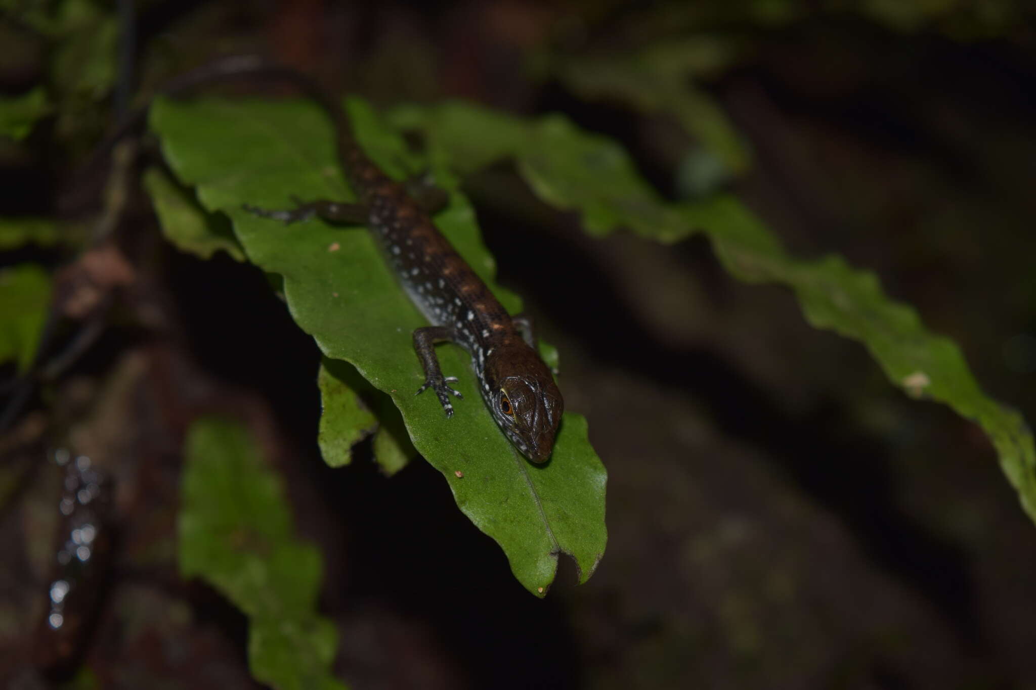 Image of Beccari's Keeled Skink