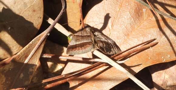 Image of Woodland Chocolate Moth