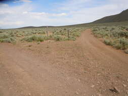 Imagem de Artemisia tridentata (Nutt.) W. A. Weber