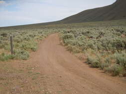 Imagem de Artemisia tridentata (Nutt.) W. A. Weber