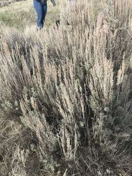 Image of threetip sagebrush