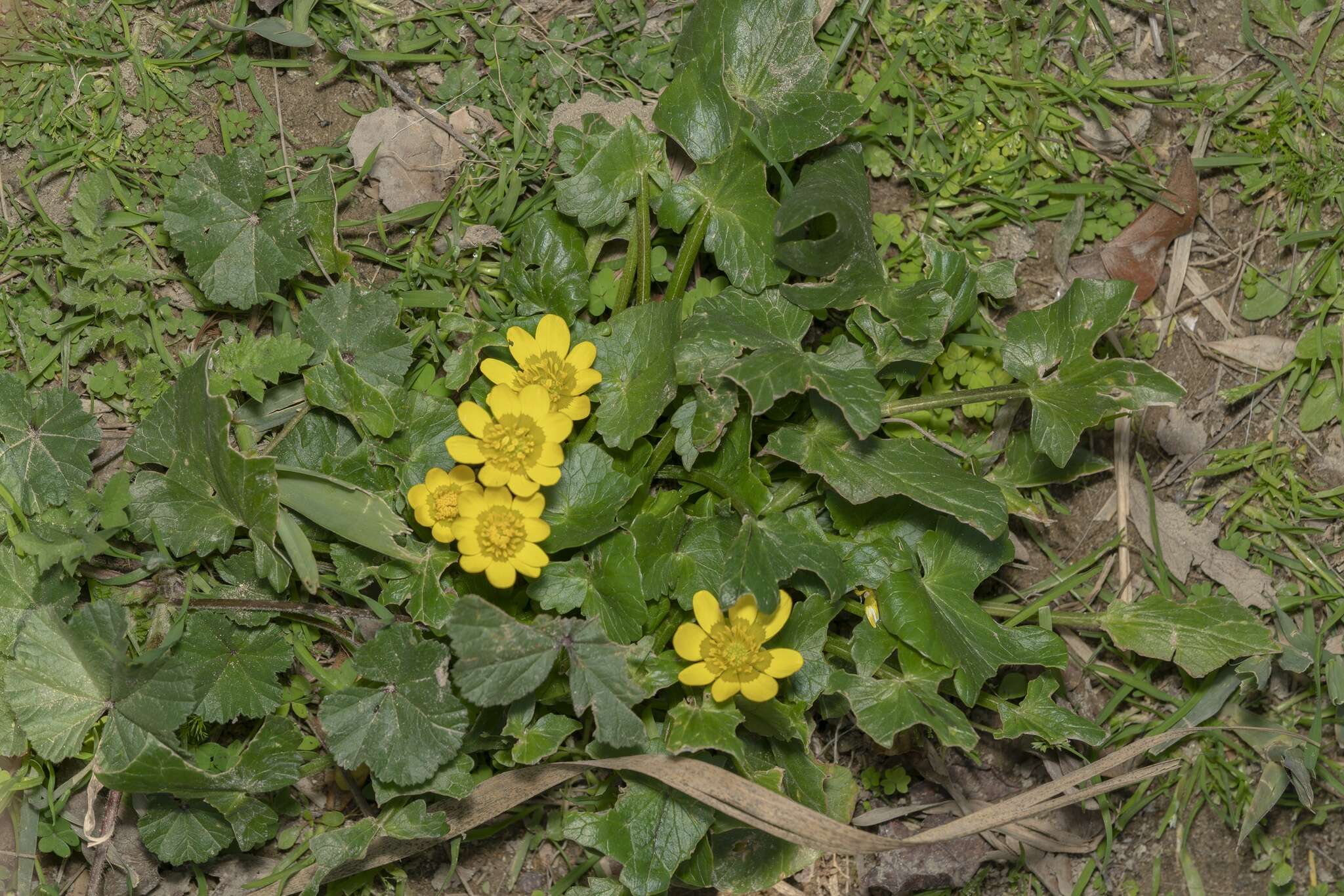 Image of Ficaria verna subsp. chrysocephala (P. D. Sell) Stace