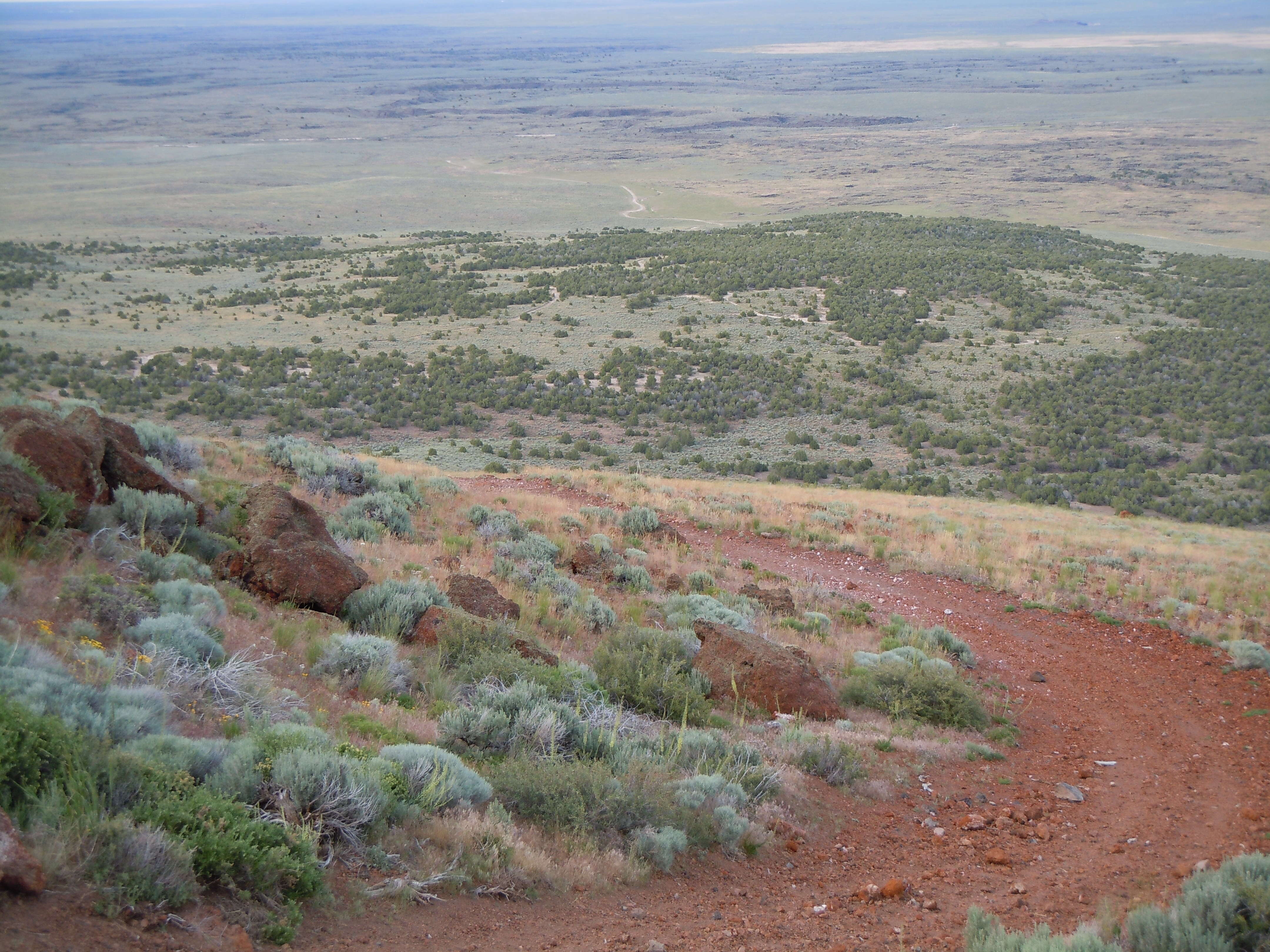 Imagem de Artemisia tridentata (Nutt.) W. A. Weber