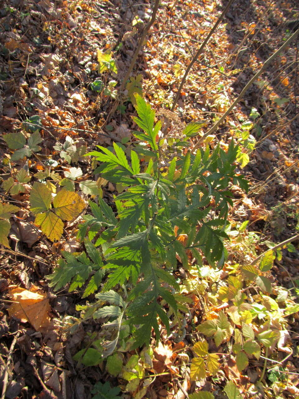 Image of Tanacetum macrophyllum (Waldst. & Kit.) Sch. Bip.