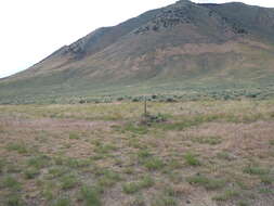 Imagem de Artemisia tridentata (Nutt.) W. A. Weber