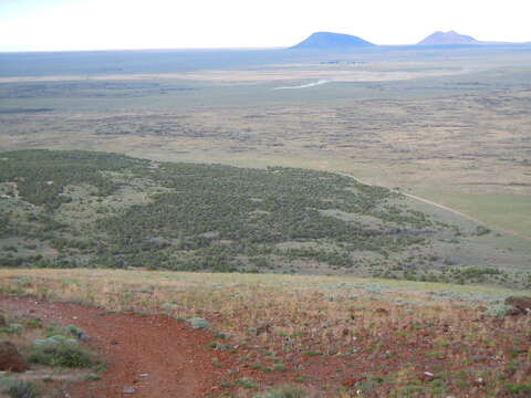 Imagem de Artemisia tridentata (Nutt.) W. A. Weber