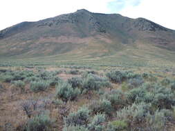 Imagem de Artemisia tridentata (Nutt.) W. A. Weber