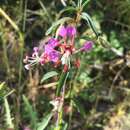 Plancia ëd Clarkia exilis H. Lewis & Vasek