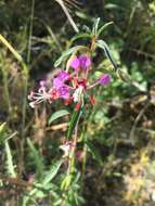 Слика од Clarkia exilis H. Lewis & Vasek