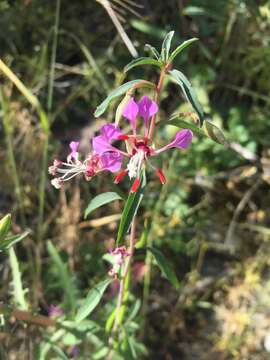 Plancia ëd Clarkia exilis H. Lewis & Vasek