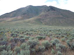 Imagem de Artemisia tridentata (Nutt.) W. A. Weber