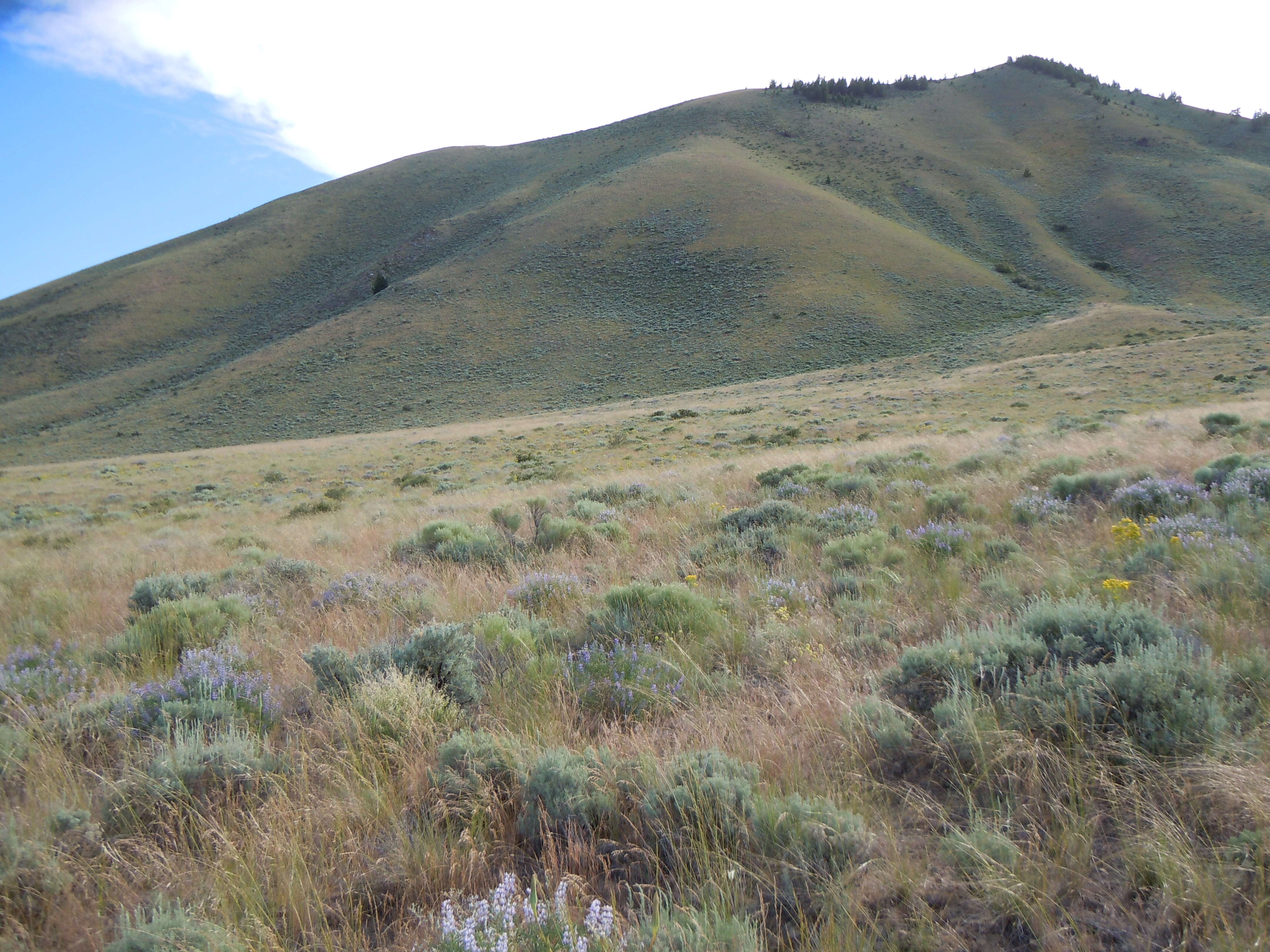 Imagem de Artemisia tridentata (Nutt.) W. A. Weber