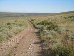 Imagem de Artemisia tridentata (Nutt.) W. A. Weber