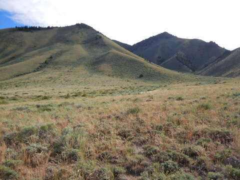 Imagem de Artemisia tridentata (Nutt.) W. A. Weber