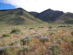 Imagem de Artemisia tridentata (Nutt.) W. A. Weber