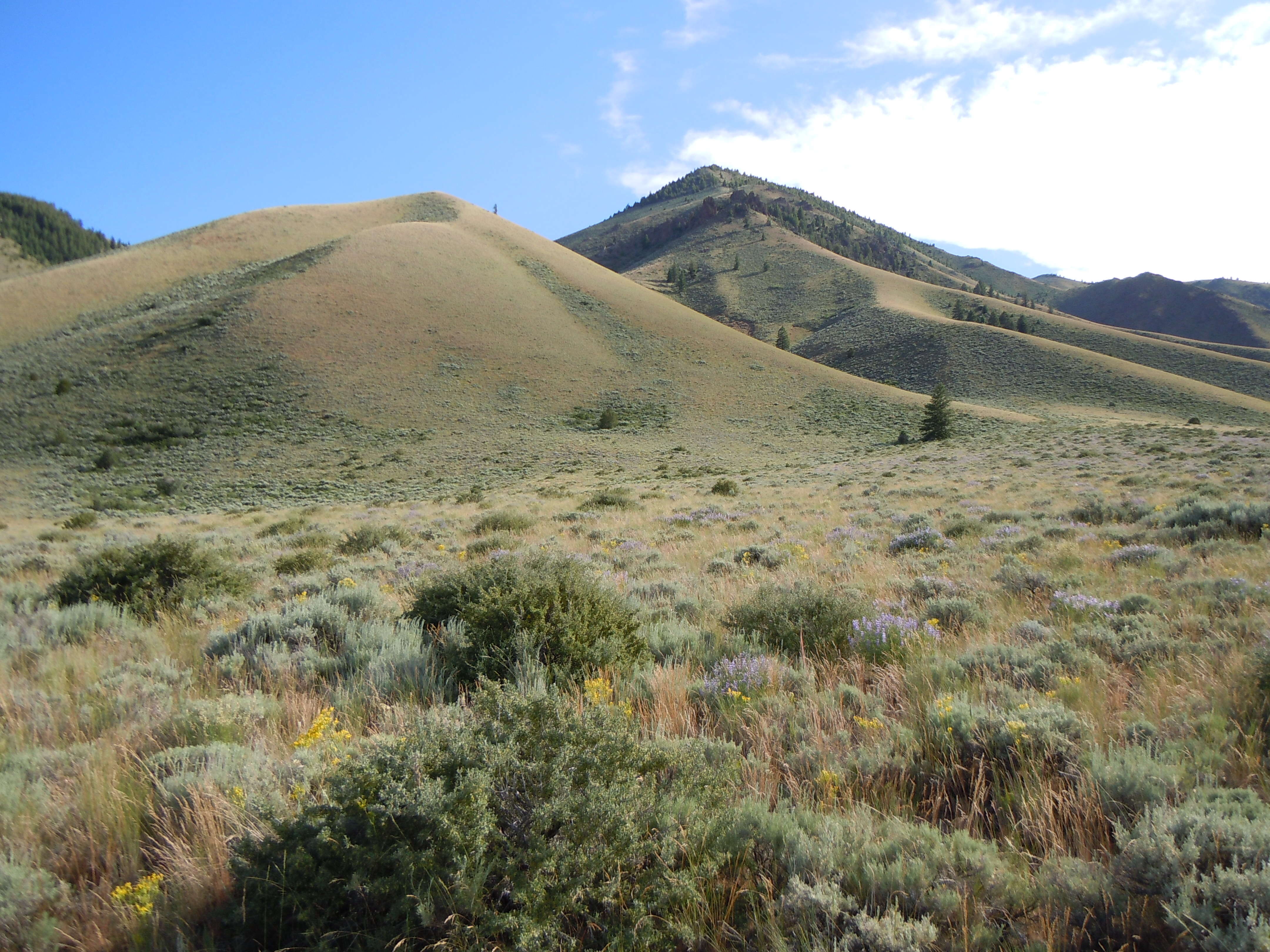 Imagem de Artemisia tridentata (Nutt.) W. A. Weber