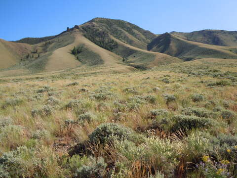 Imagem de Artemisia tridentata (Nutt.) W. A. Weber