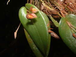 Image of Pleurothallis matudana C. Schweinf.