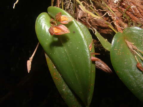 Image of Pleurothallis matudana C. Schweinf.