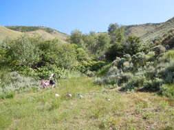 Imagem de Artemisia tridentata (Nutt.) W. A. Weber