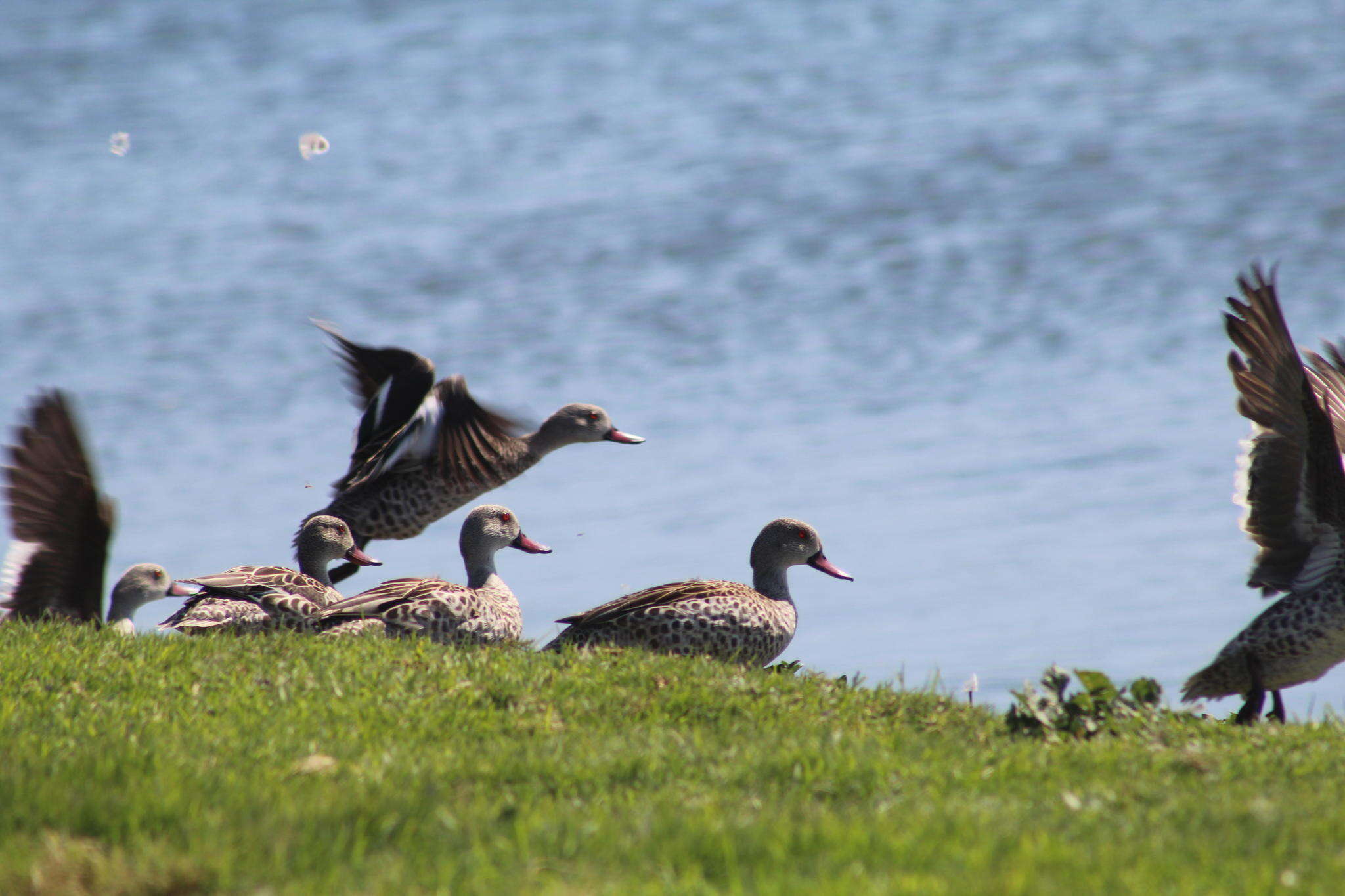 Image of Cape Teal