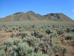 Imagem de Artemisia tridentata (Nutt.) W. A. Weber