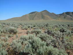 Imagem de Artemisia tridentata (Nutt.) W. A. Weber