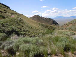 Imagem de Artemisia tridentata (Nutt.) W. A. Weber