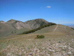 Imagem de Artemisia tridentata (Nutt.) W. A. Weber