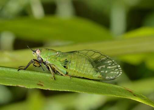 Image of Cicadettana texana (Davis & W. T. 1936)