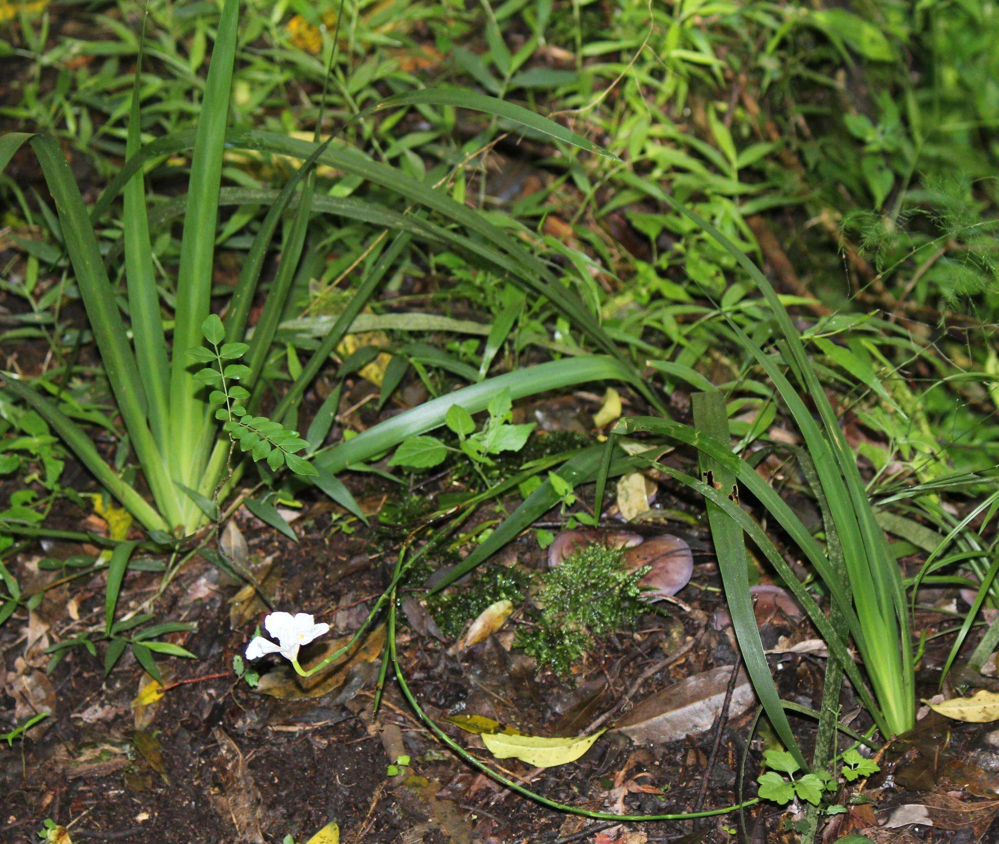 Image of Wild iris