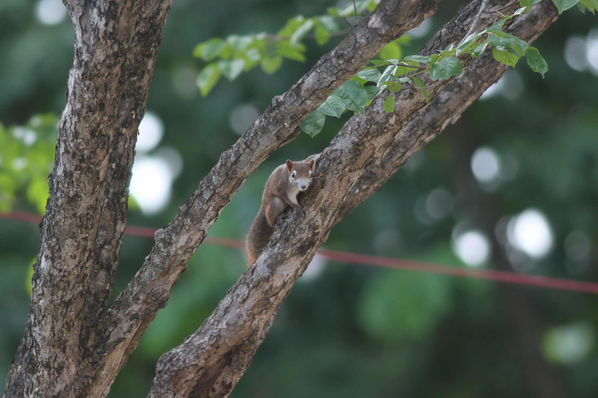 Image de Callosciurus finlaysonii bocourti (Milne-Edwards 1867)