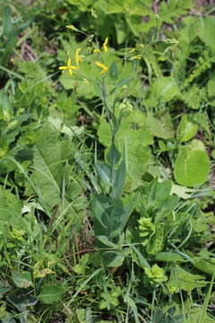 Image of Senecio humidanus C. Jeffrey