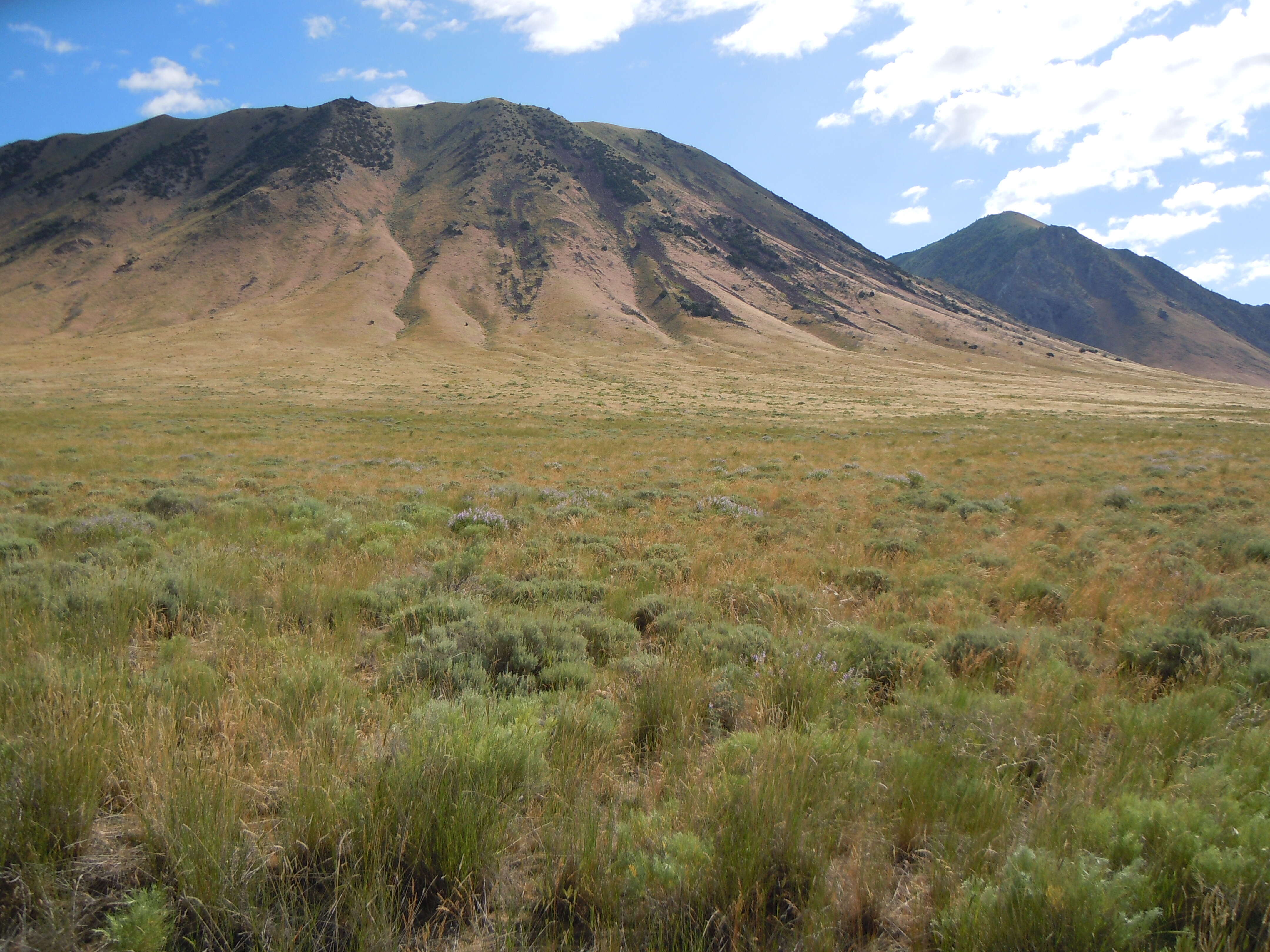 Imagem de Artemisia tridentata (Nutt.) W. A. Weber