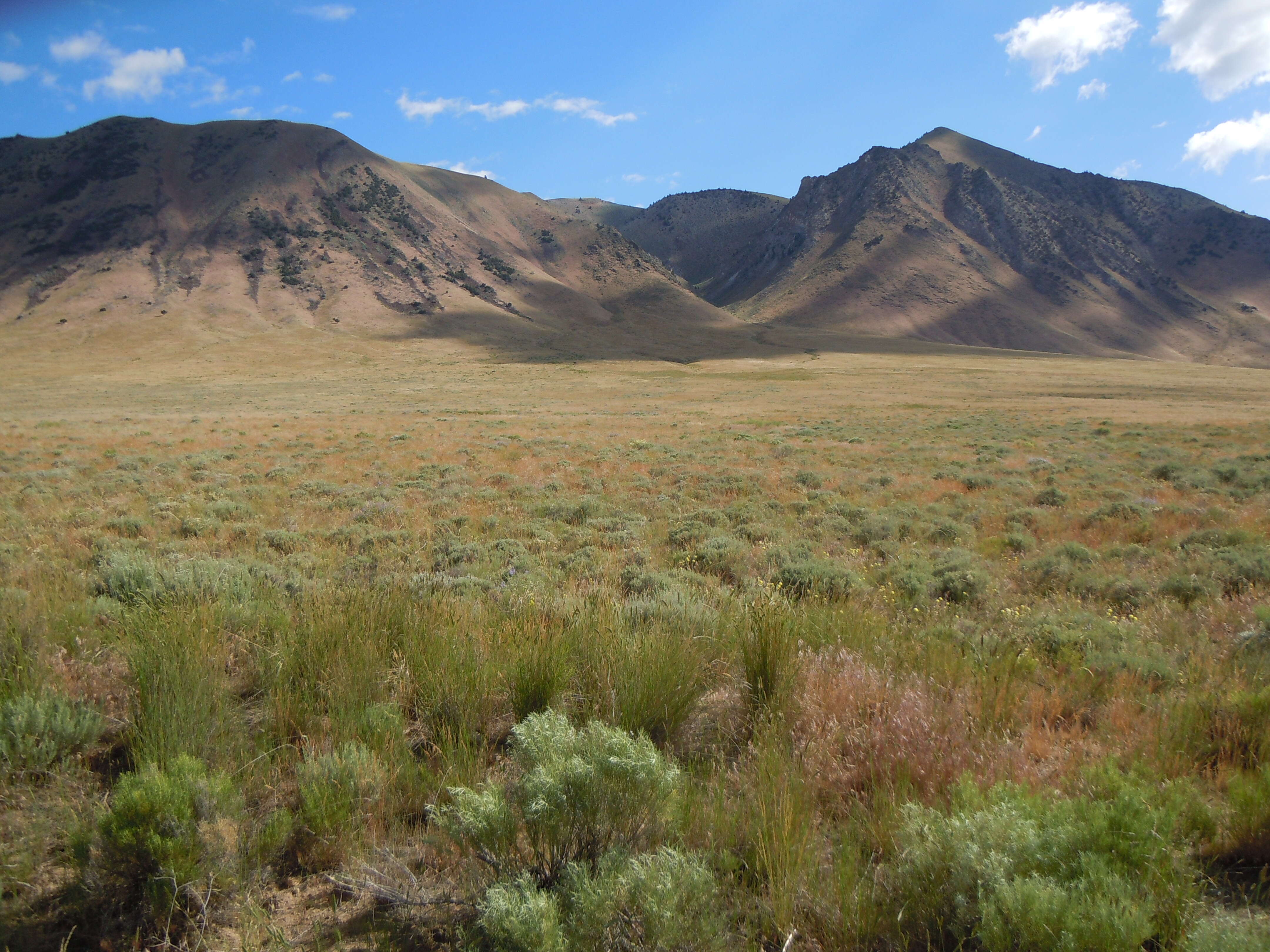 Imagem de Artemisia tridentata (Nutt.) W. A. Weber