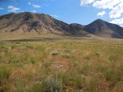 Imagem de Artemisia tridentata (Nutt.) W. A. Weber