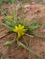 Image de Koelpinia linearis Pall.