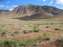 Imagem de Artemisia tridentata (Nutt.) W. A. Weber